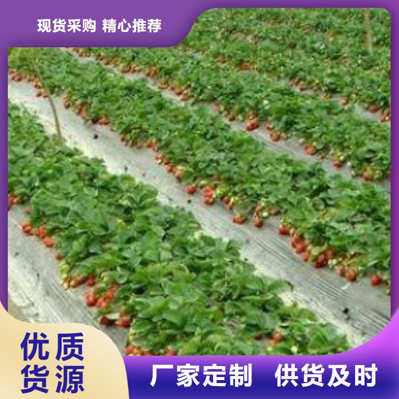 草莓苗【梨树苗】规格齐全实力厂家