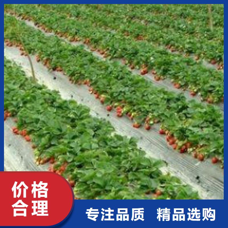 草莓苗桃树苗专业生产N年