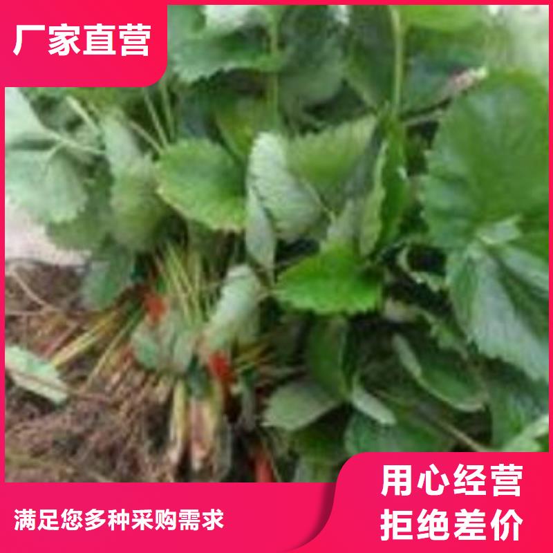草莓苗山楂苗厂家直销直供