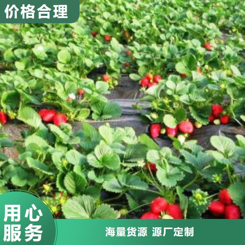 草莓苗桃树苗专业生产N年