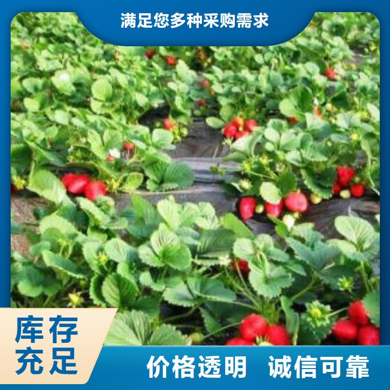 草莓苗,花椒苗品牌大厂家