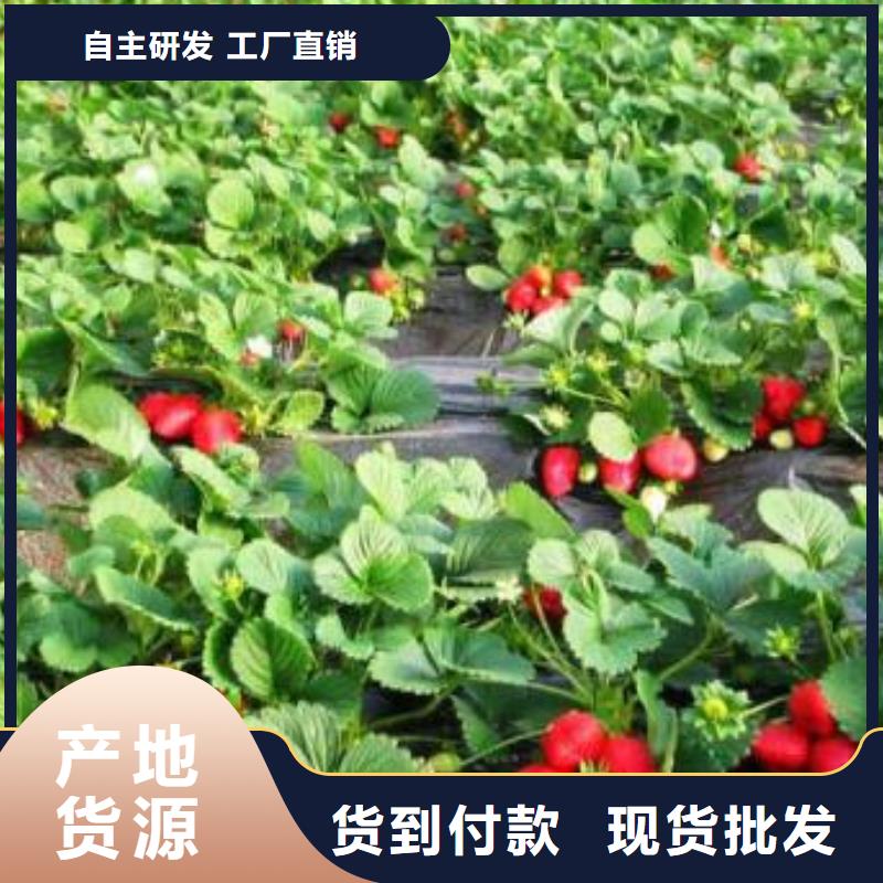 草莓苗桃树苗专业生产N年