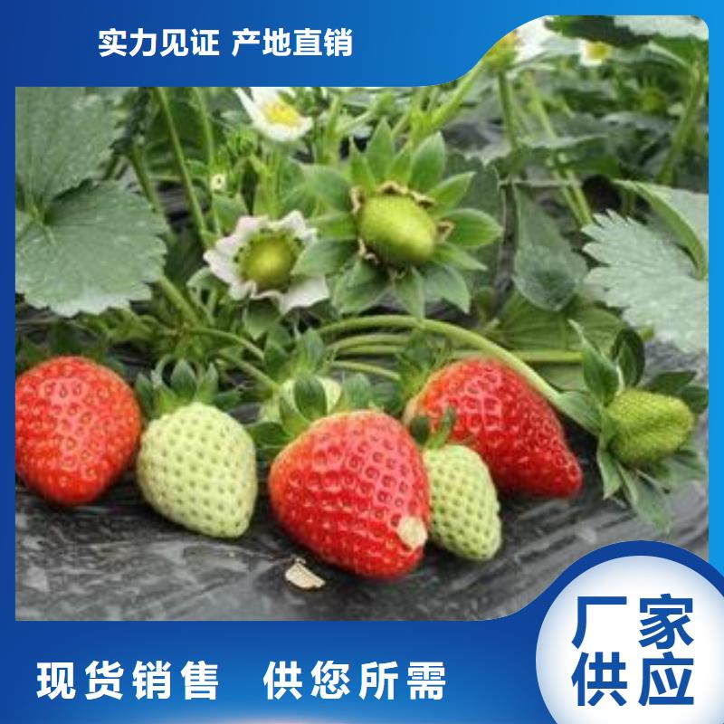 草莓苗桃树苗专业生产N年