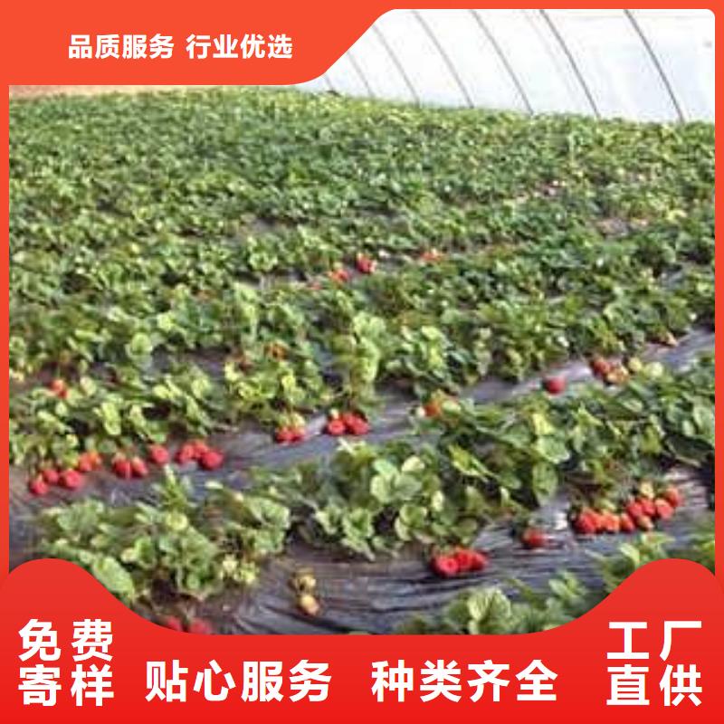 草莓苗核桃苗专业厂家
