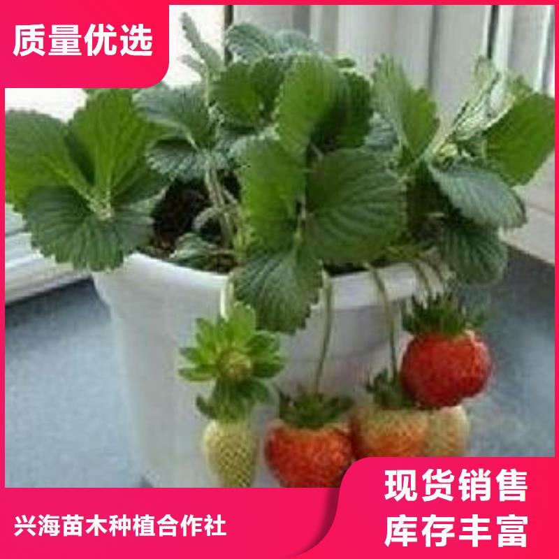 草莓苗【梨树苗】规格齐全实力厂家