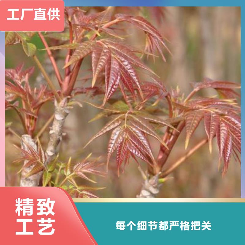 香椿苗_【梨树苗】的图文介绍