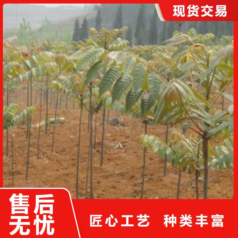 香椿苗桃树苗快速物流发货