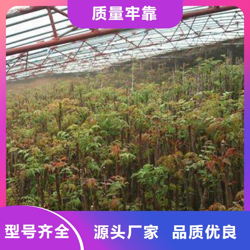 【香椿苗】花椒苗做工细致