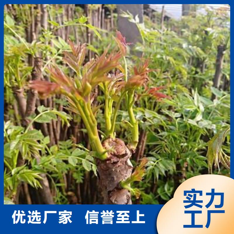 香椿苗李子苗价格低