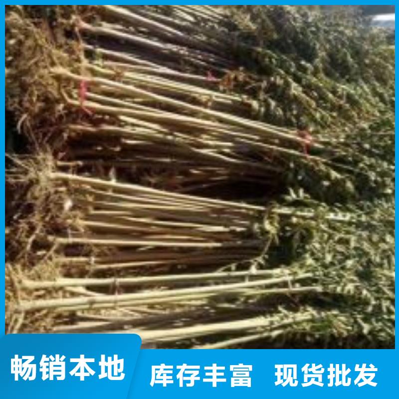 【香椿苗,梨树苗价格实惠】