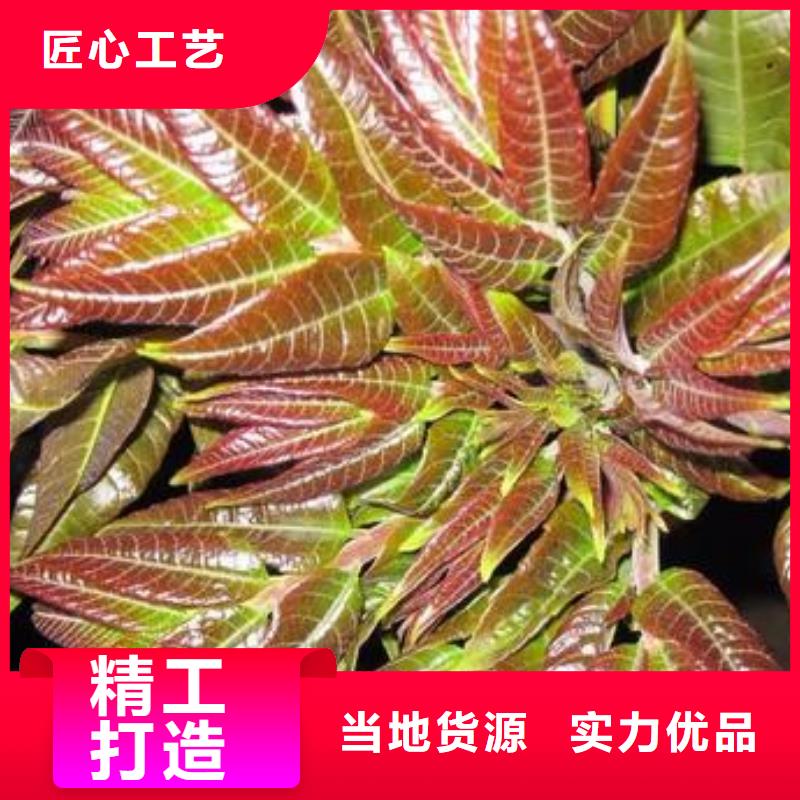 香椿苗_【梨树苗】的图文介绍