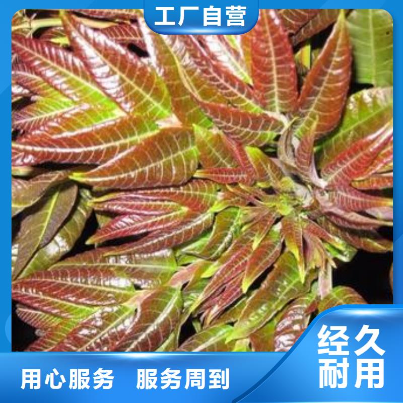 【香椿苗山楂苗产地采购】