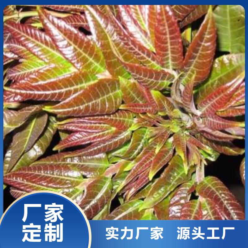 香椿苗桃树苗产地直供