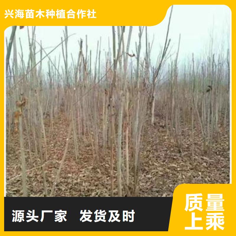 香椿苗梨树苗现货满足大量采购
