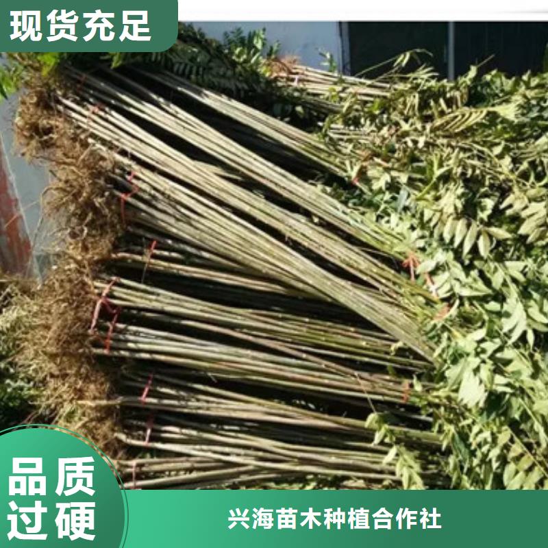 香椿苗核桃苗源头把关放心选购