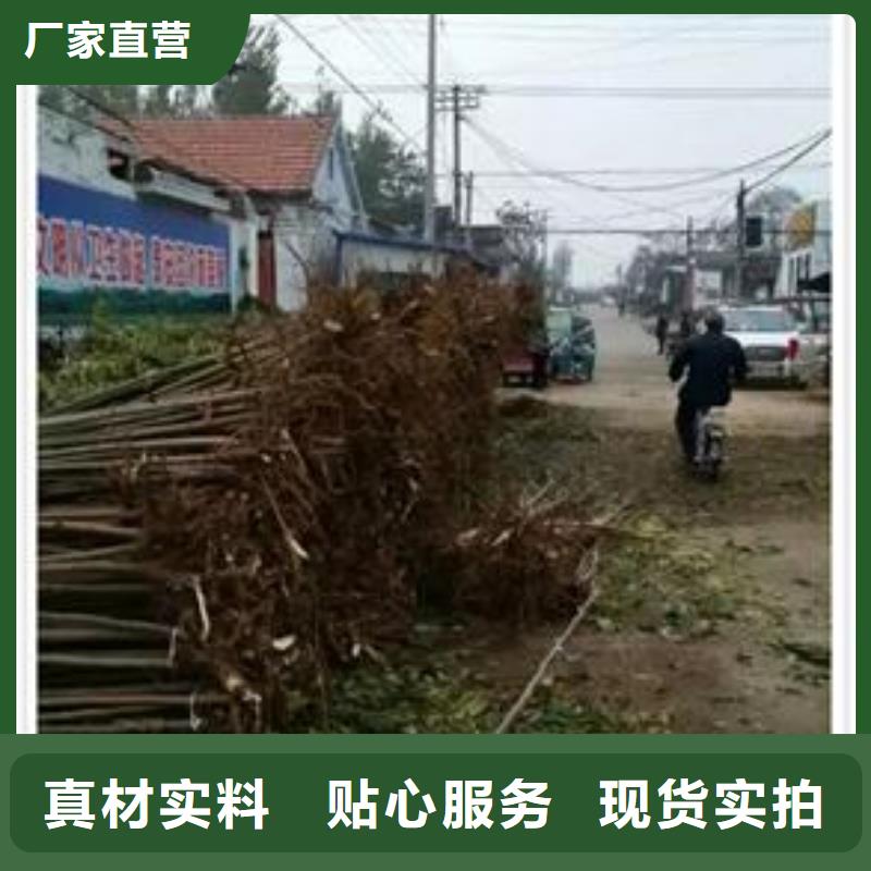 【香椿苗,梨树苗价格实惠】