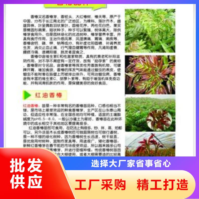 香椿苗_【梨树苗】的图文介绍