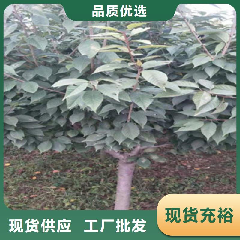 樱花-【樱桃苗】高标准高品质