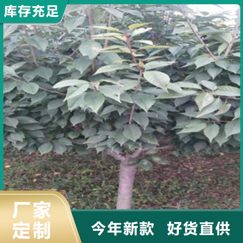 樱花_泰山景松造型景松快速报价