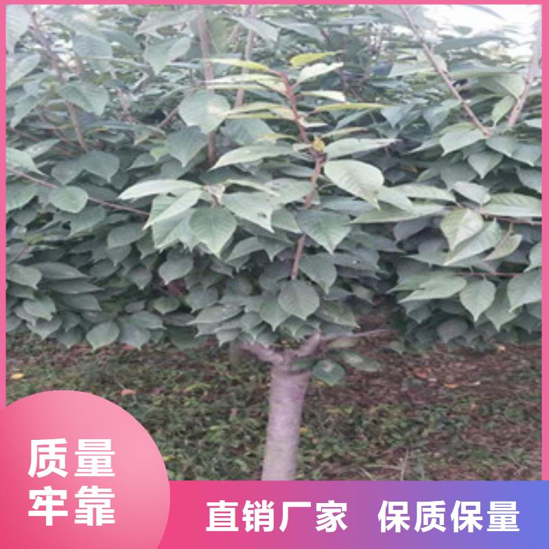 樱花-蓝莓苗真材实料