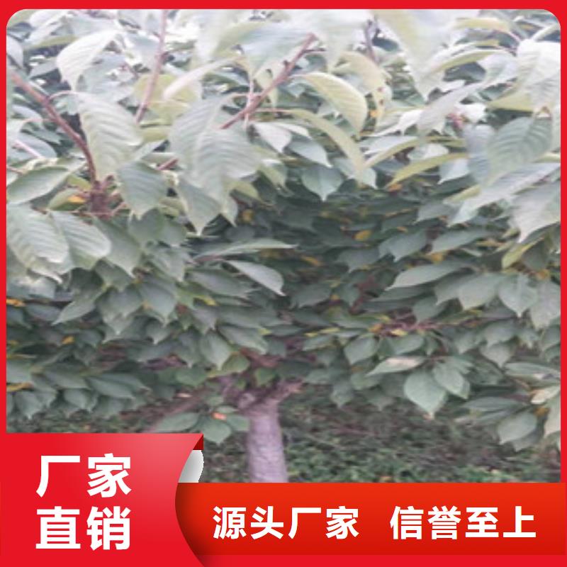 樱花,钙果苗种类丰富