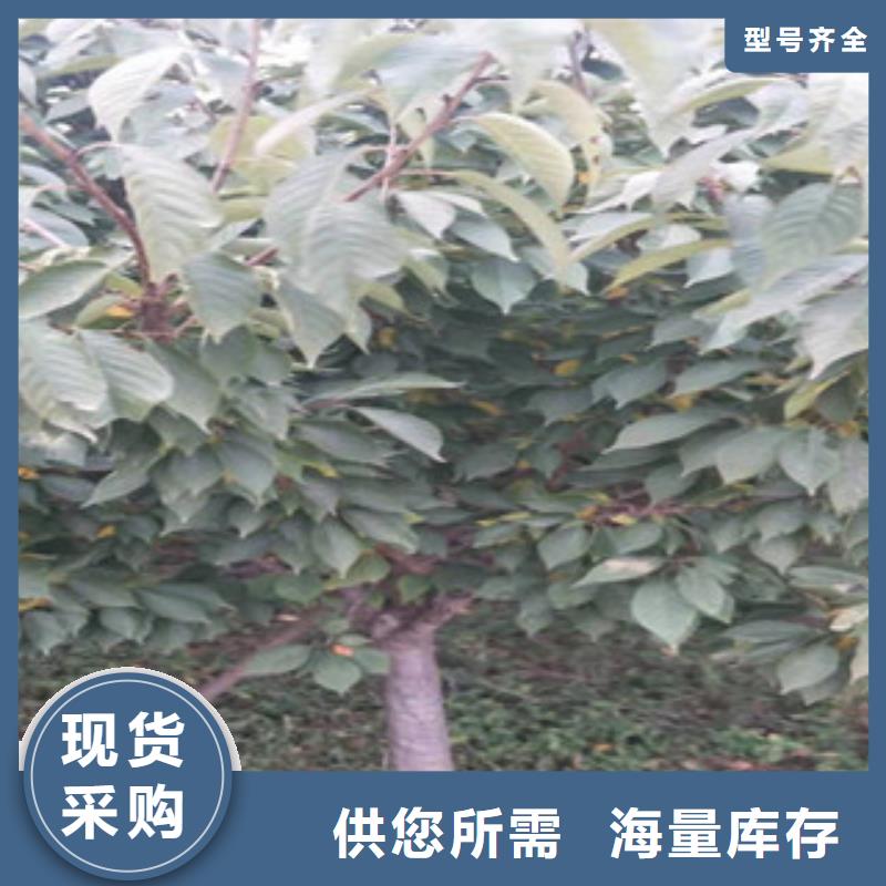 樱花-蓝莓苗真材实料