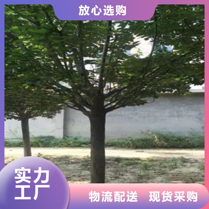 樱花蓝莓苗现货直发