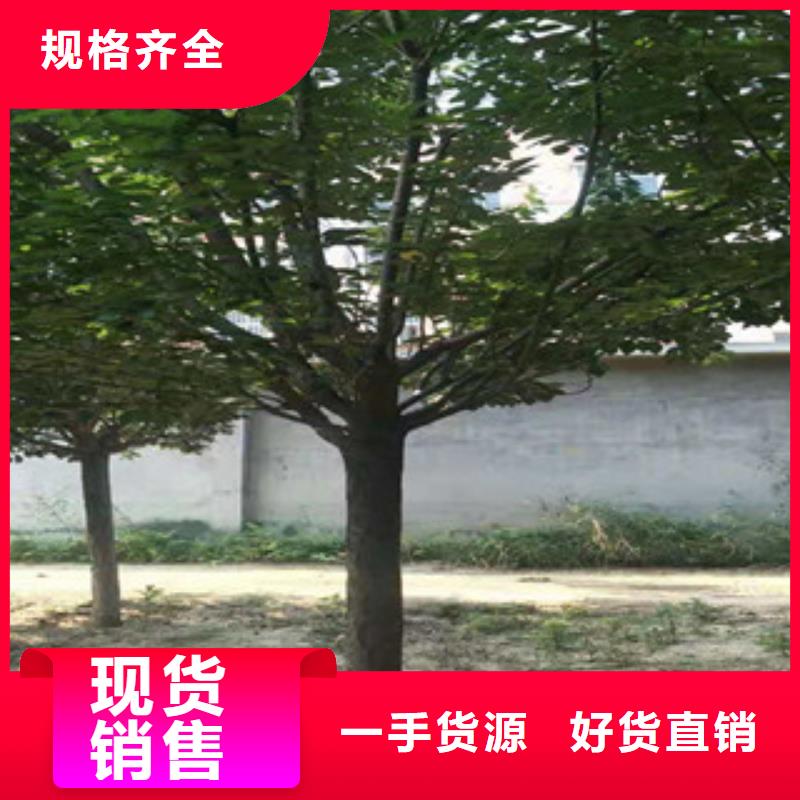 樱花,核桃苗樱花苗长果桑树苗品质之选