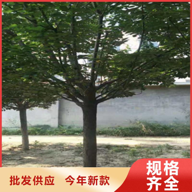 樱花蓝莓苗品质有保障