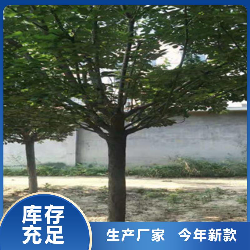 樱花_泰山景松造型景松快速报价