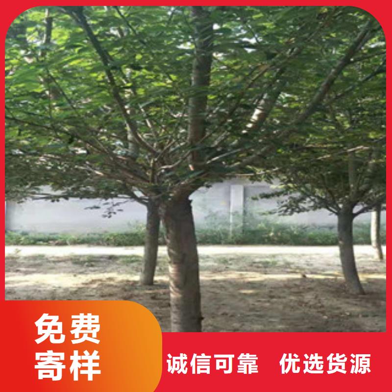 【樱花占地果树厂家实力雄厚】
