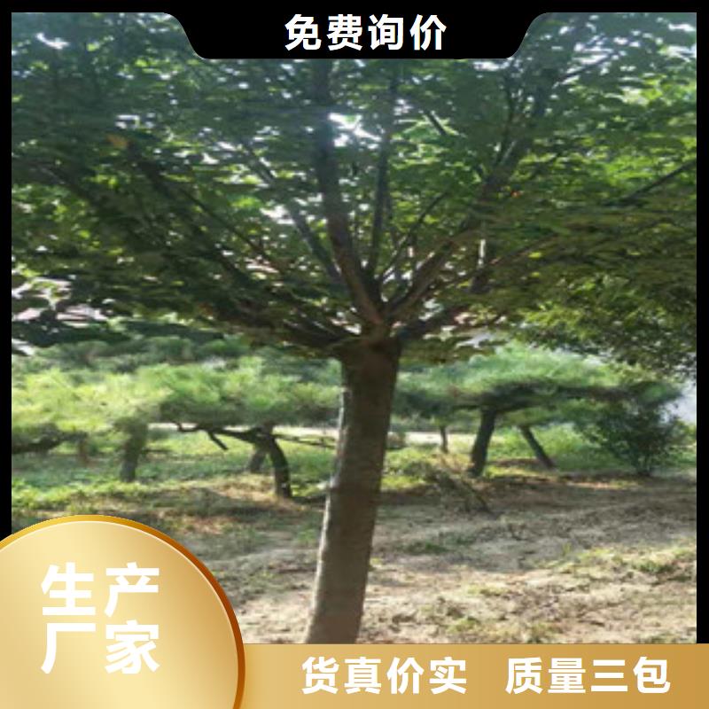 樱花碧桃优选货源