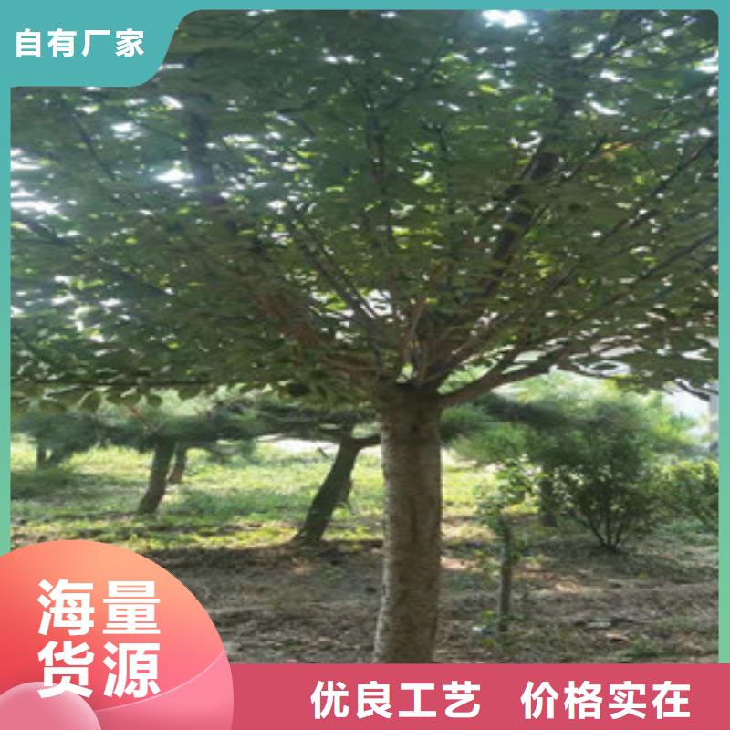 樱花占地果树源头工厂