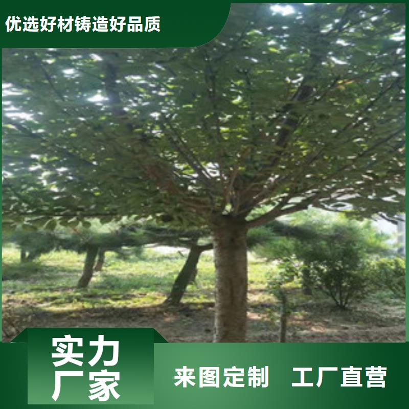 樱花_泰山景松造型景松快速报价