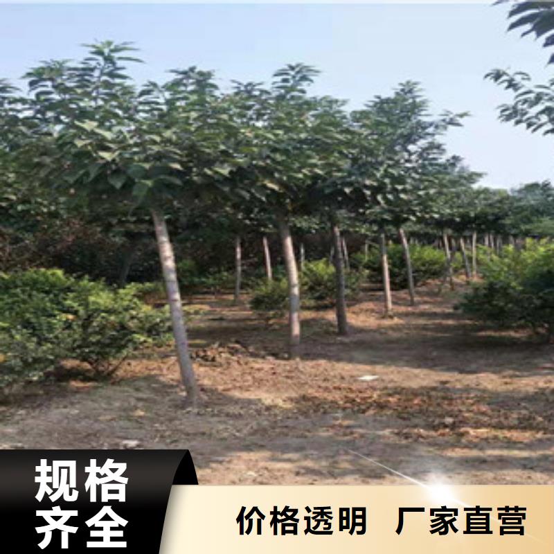 樱花国槐批发商