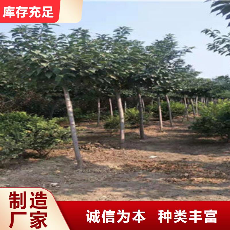 樱花,国槐研发生产销售