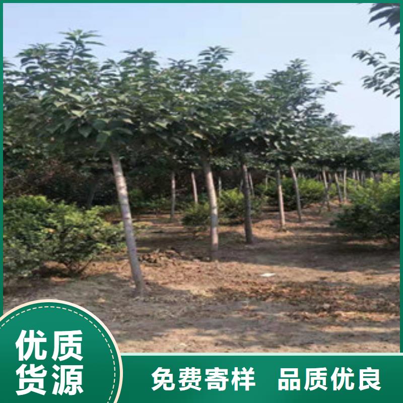 樱花蓝莓苗品质保证实力见证
