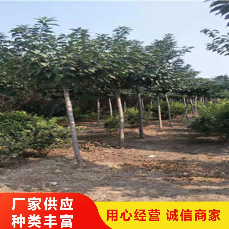 樱花钙果苗设备齐全支持定制