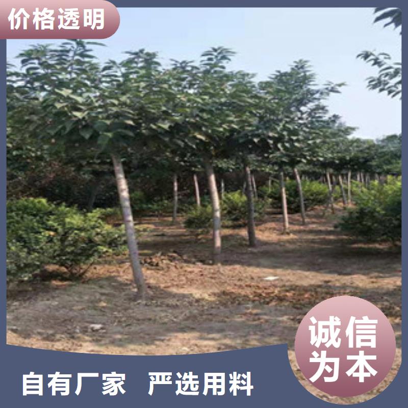 【樱花核桃苗樱花苗长果桑树苗供应商】