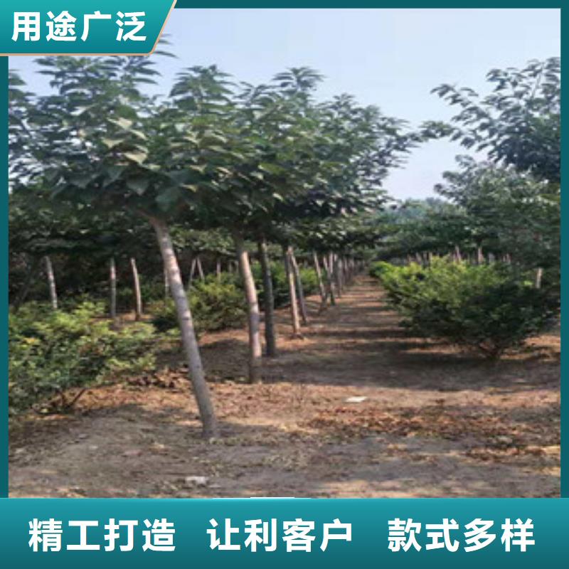樱花占地果树优选厂家