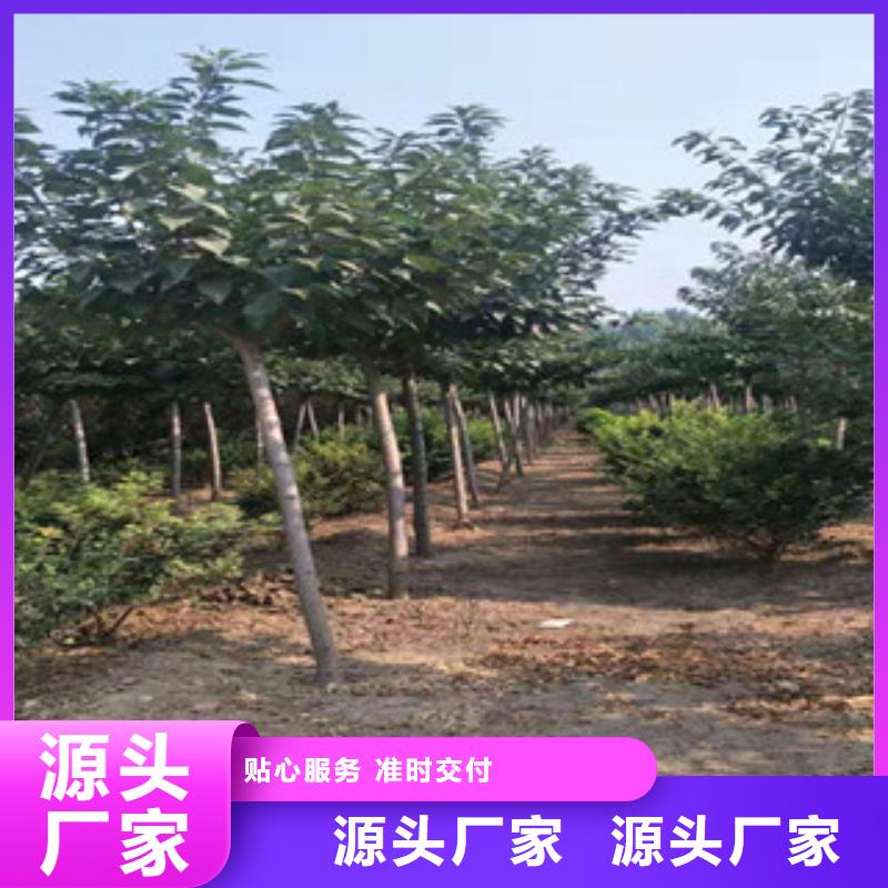 樱花蓝莓苗现货直发