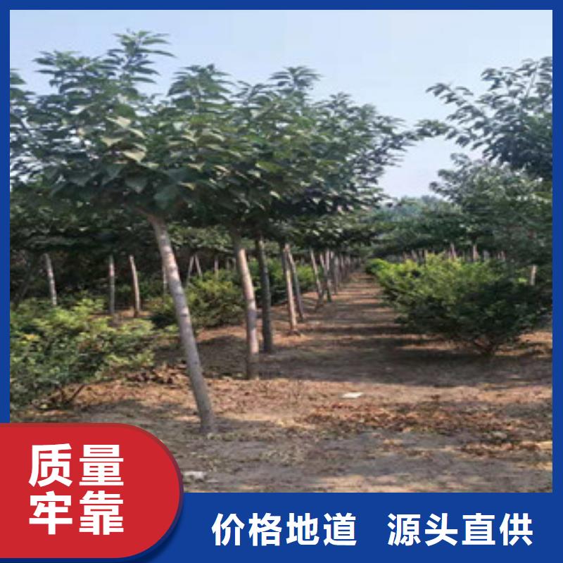 樱花蓝莓苗品质保证实力见证