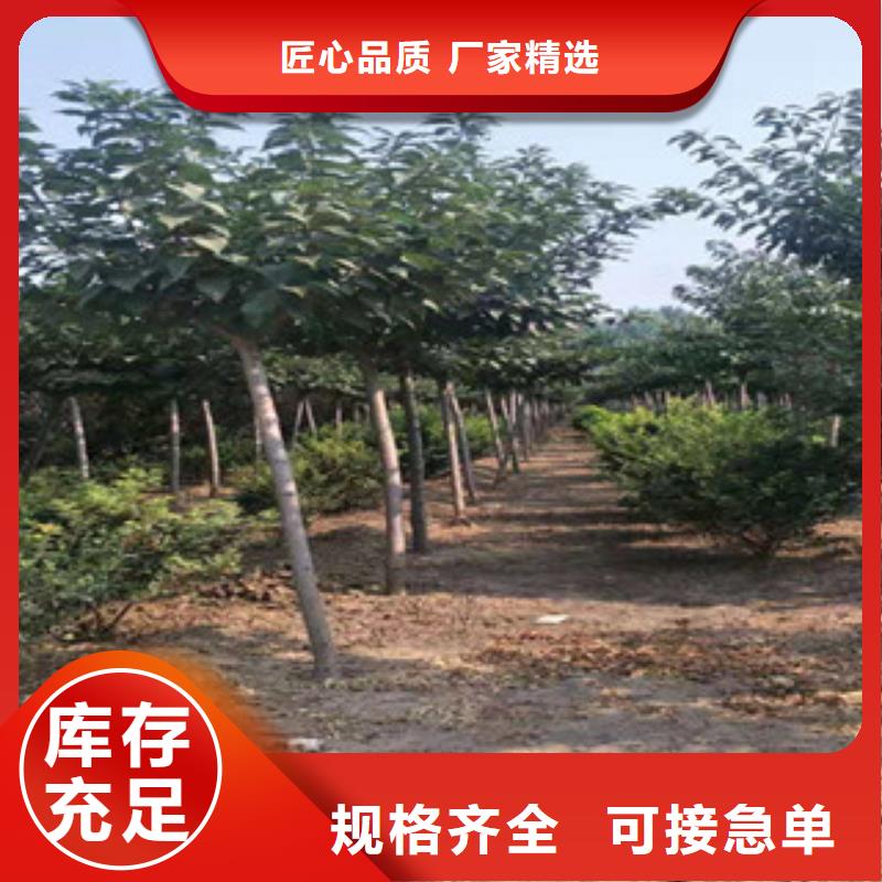 樱花-【樱桃苗】高标准高品质