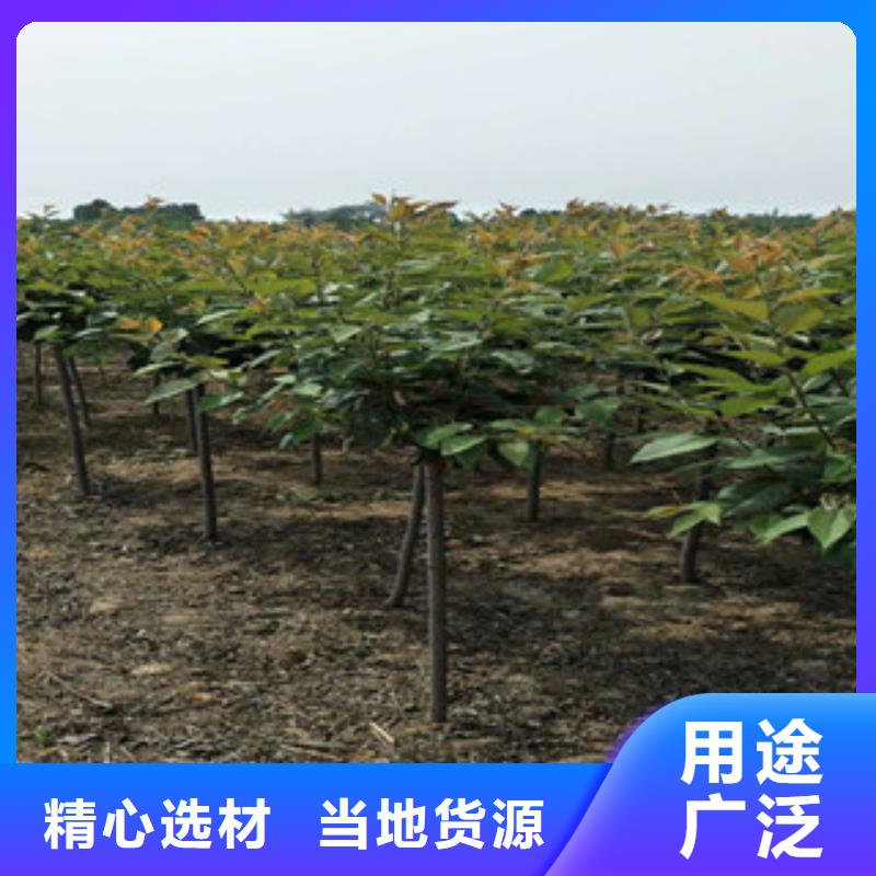 樱花核桃苗樱花苗长果桑树苗免费寄样