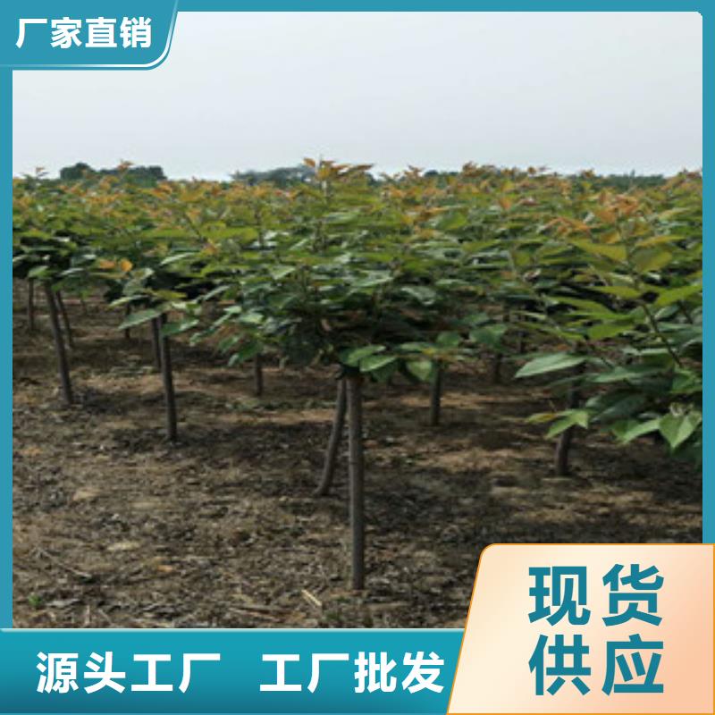 【樱花】核桃苗樱花苗长果桑树苗检验发货