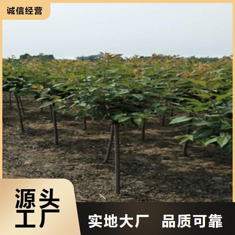 【樱花】樱桃苗海量库存