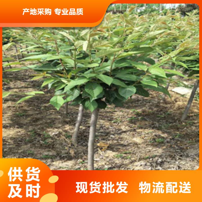 樱花-蓝莓苗真材实料