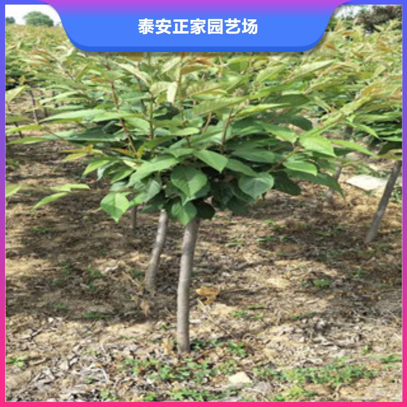 樱花_泰山景松造型景松快速报价