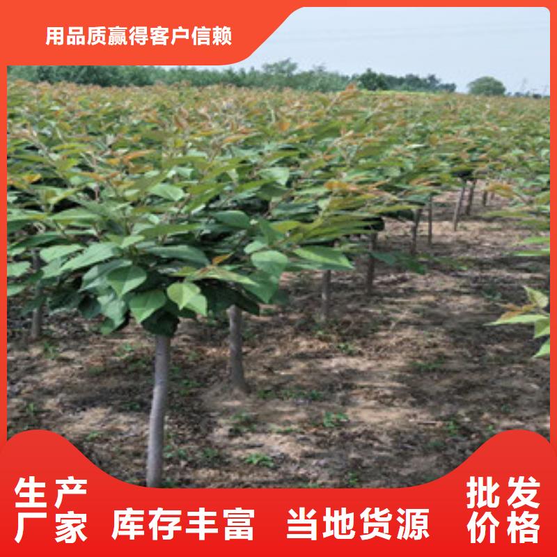 【樱花钙果苗价格有优势】