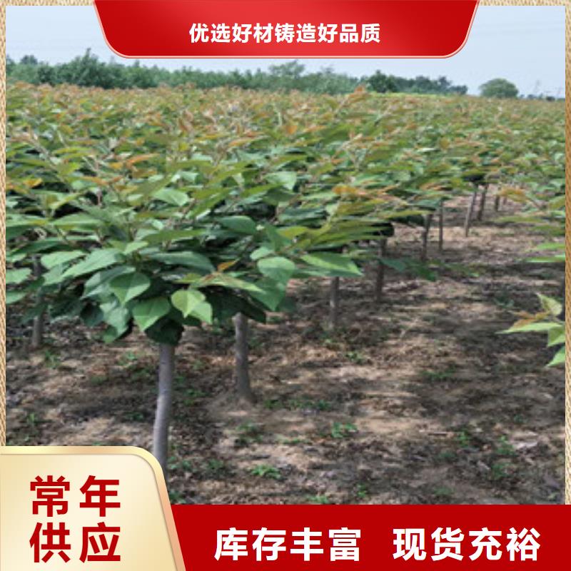 【樱花】占地果树优选原材